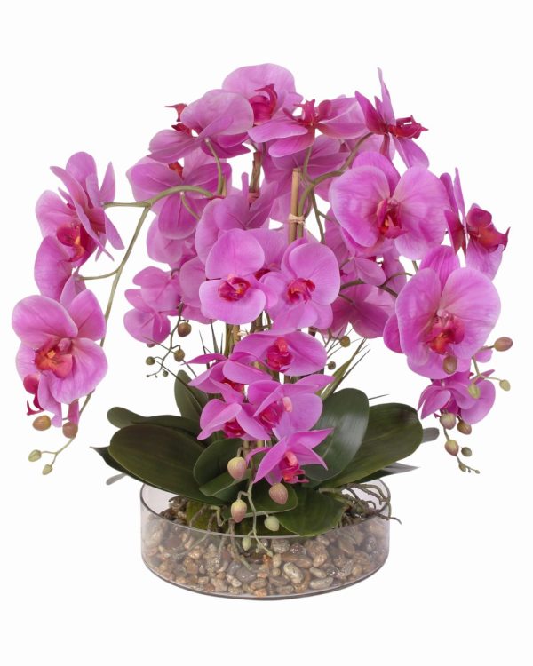 Pianta di Orchidea con Vaso