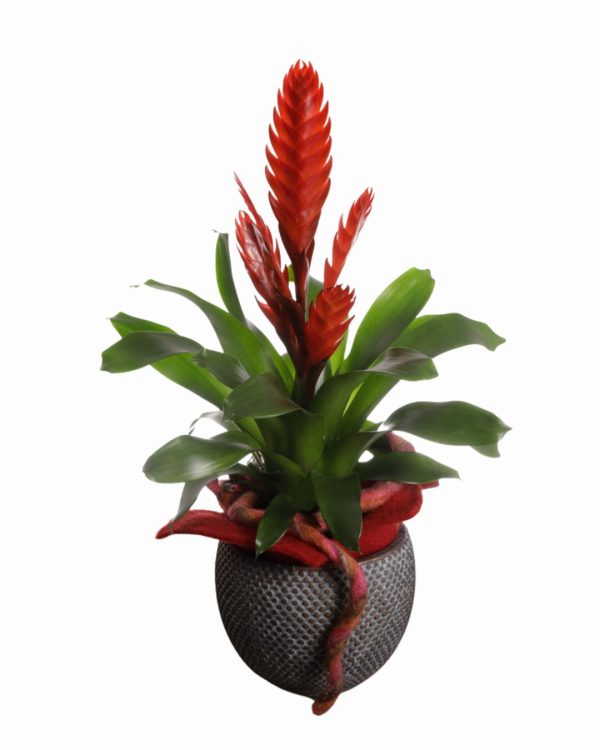 Pianta di Bromelia