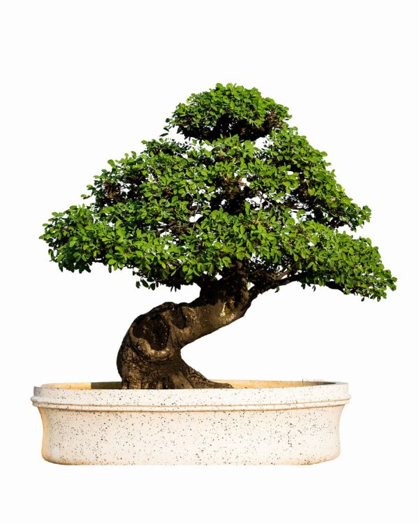 Pianta Stagionale Bonsai