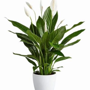 Pianta Stagionale Spathiphyllum