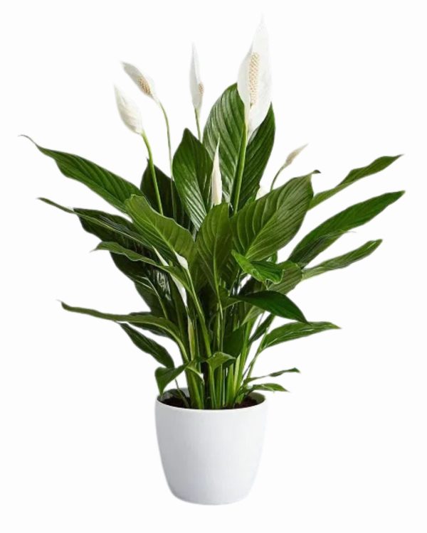 Pianta Stagionale Spathiphyllum