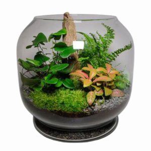 Pianta Terrarium