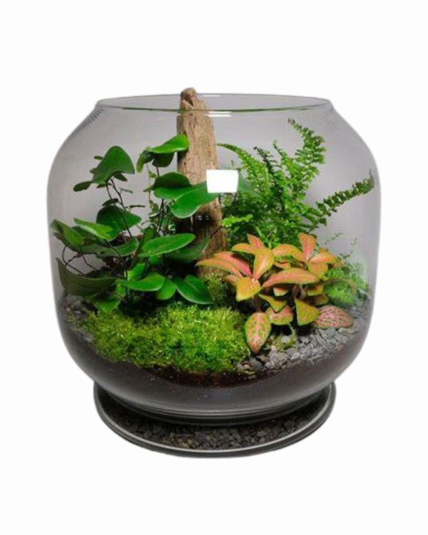 Pianta Terrarium